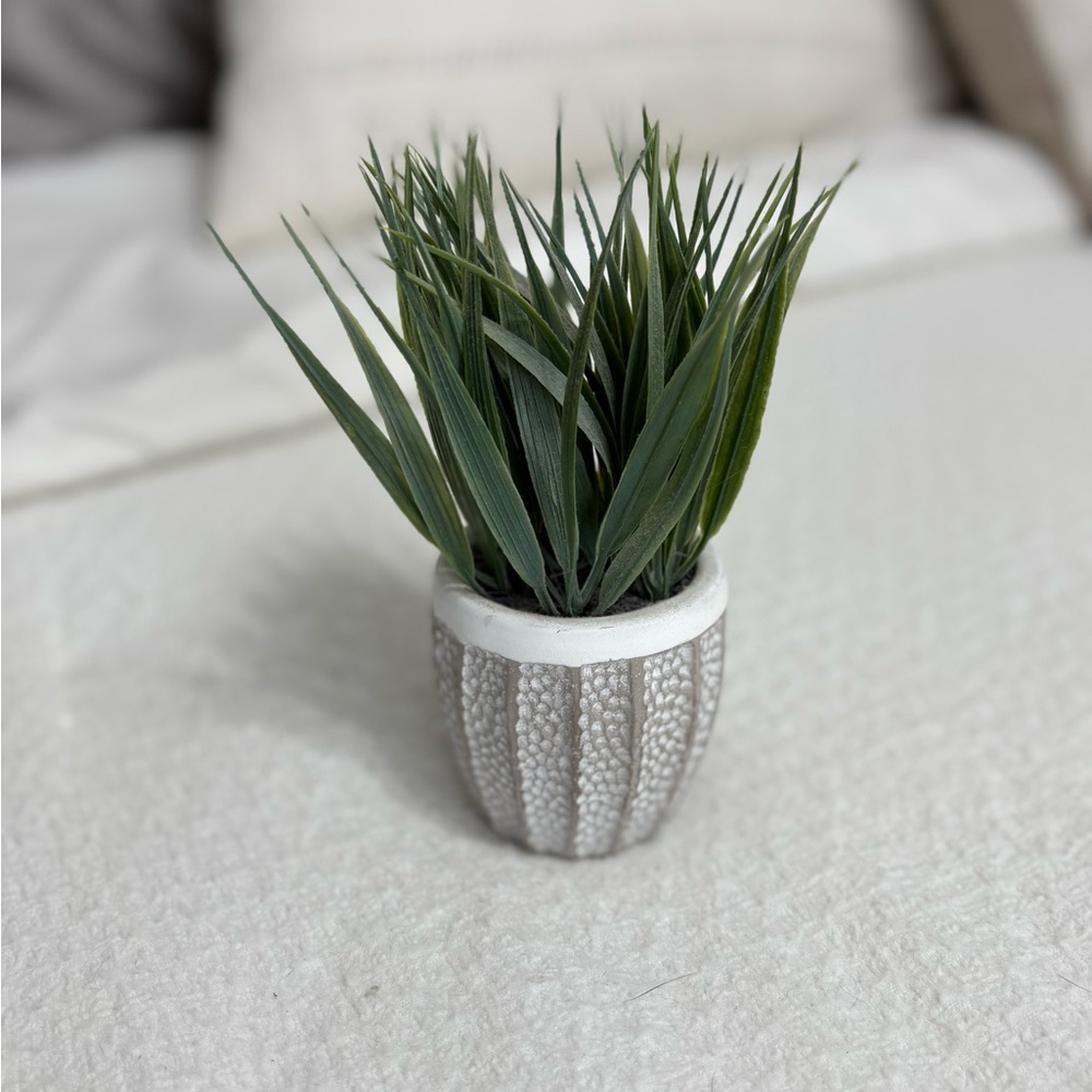 Decorative Green Plant in Textured Pot